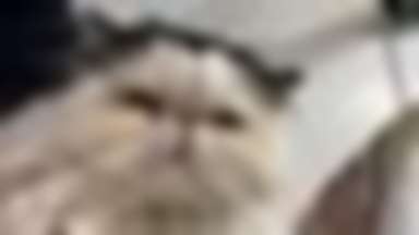 Papito